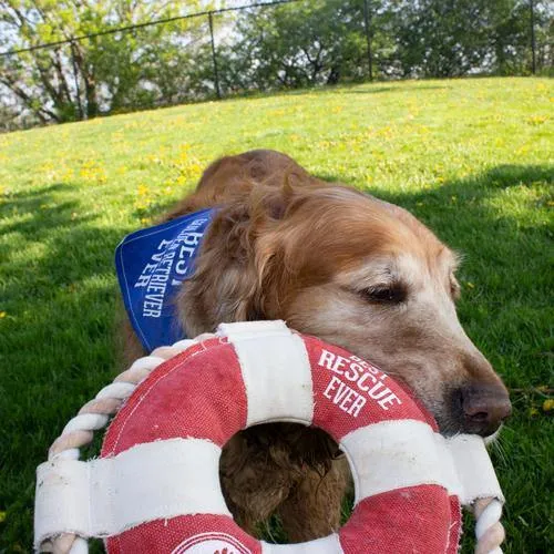 Best Rescue Ever Canvas Dog Toy on Rope
