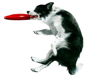 Dog Fabric, Border Collie Fabric with Fisbee  5480