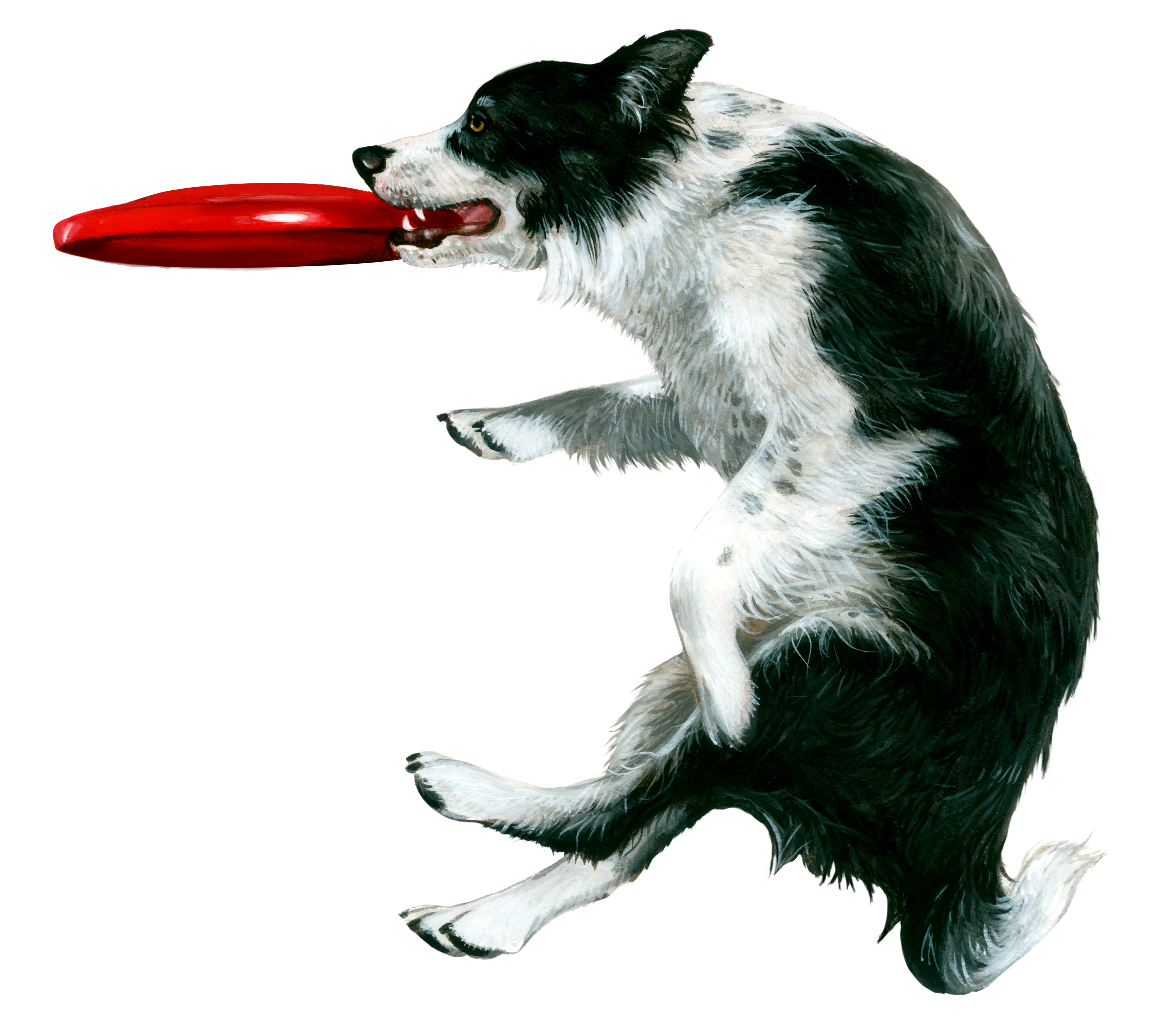 Dog Fabric, Border Collie Fabric with Fisbee  5480