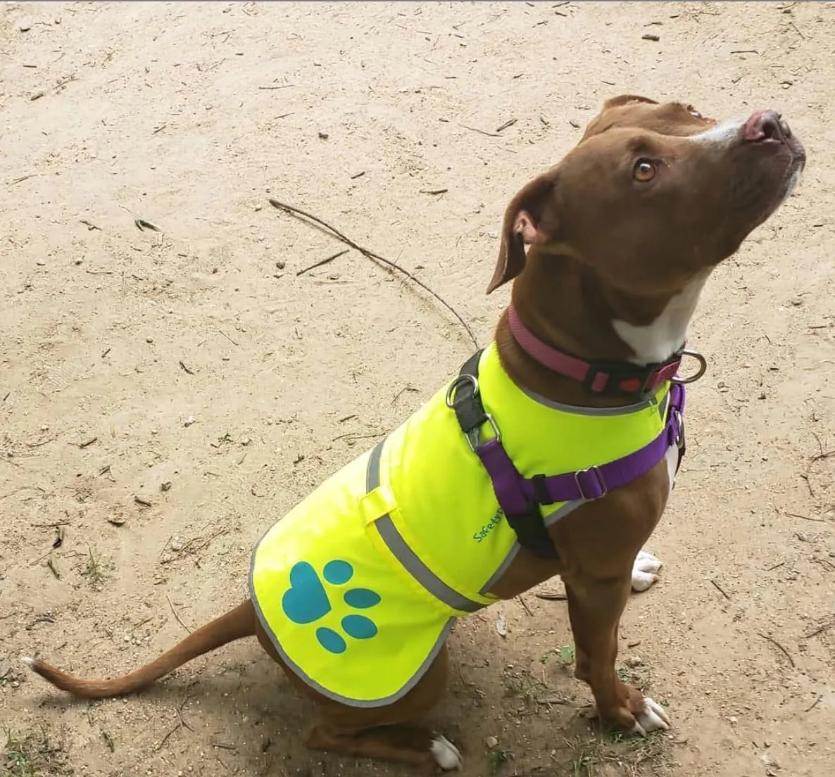 Dog Reflective Vest, Sizes to Fit Dogs 14 lbs to 130 lbs - SafetyPUP XD Hi Vis, Safety Vest Keeps Dogs Visible On and Off Leash in Both Urban and Rural Environments X-Large Neon Yellow