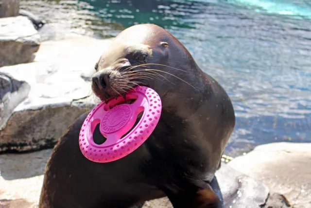 KW Let's Play! TPR Maxi Frisbee