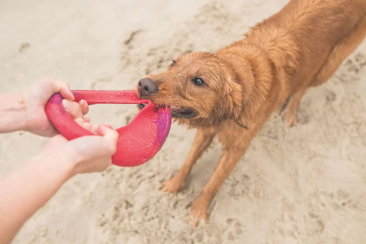 The Perfect Fetch Flyer Dog Toy made from Recycled Plastic