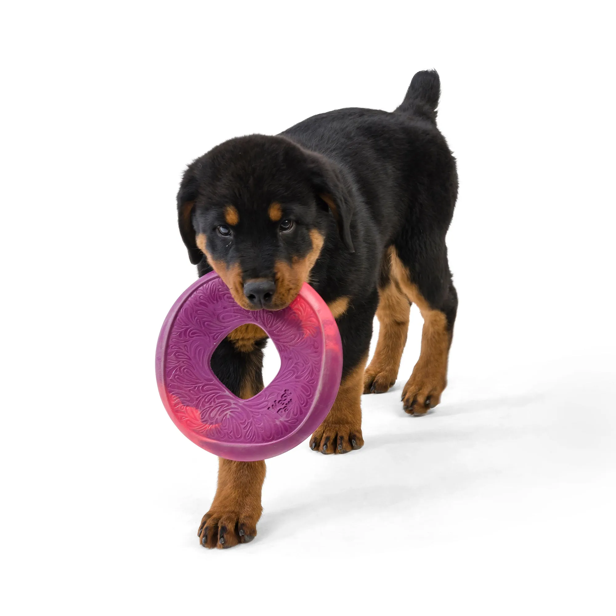 The Perfect Fetch Flyer Dog Toy made from Recycled Plastic